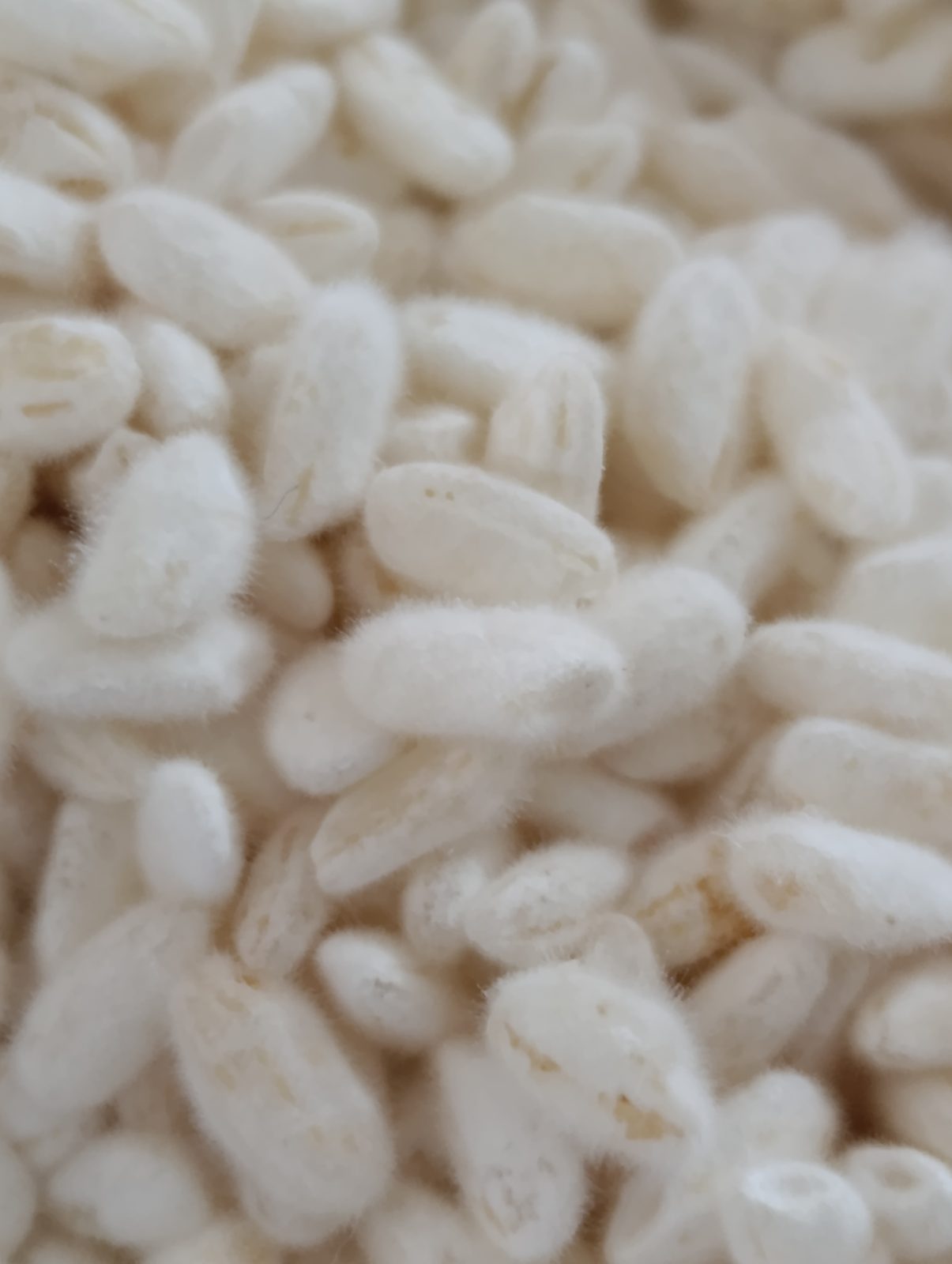 Macro de koji : grains de riz couverts du duvet blanc d'Aspergillus oryzae